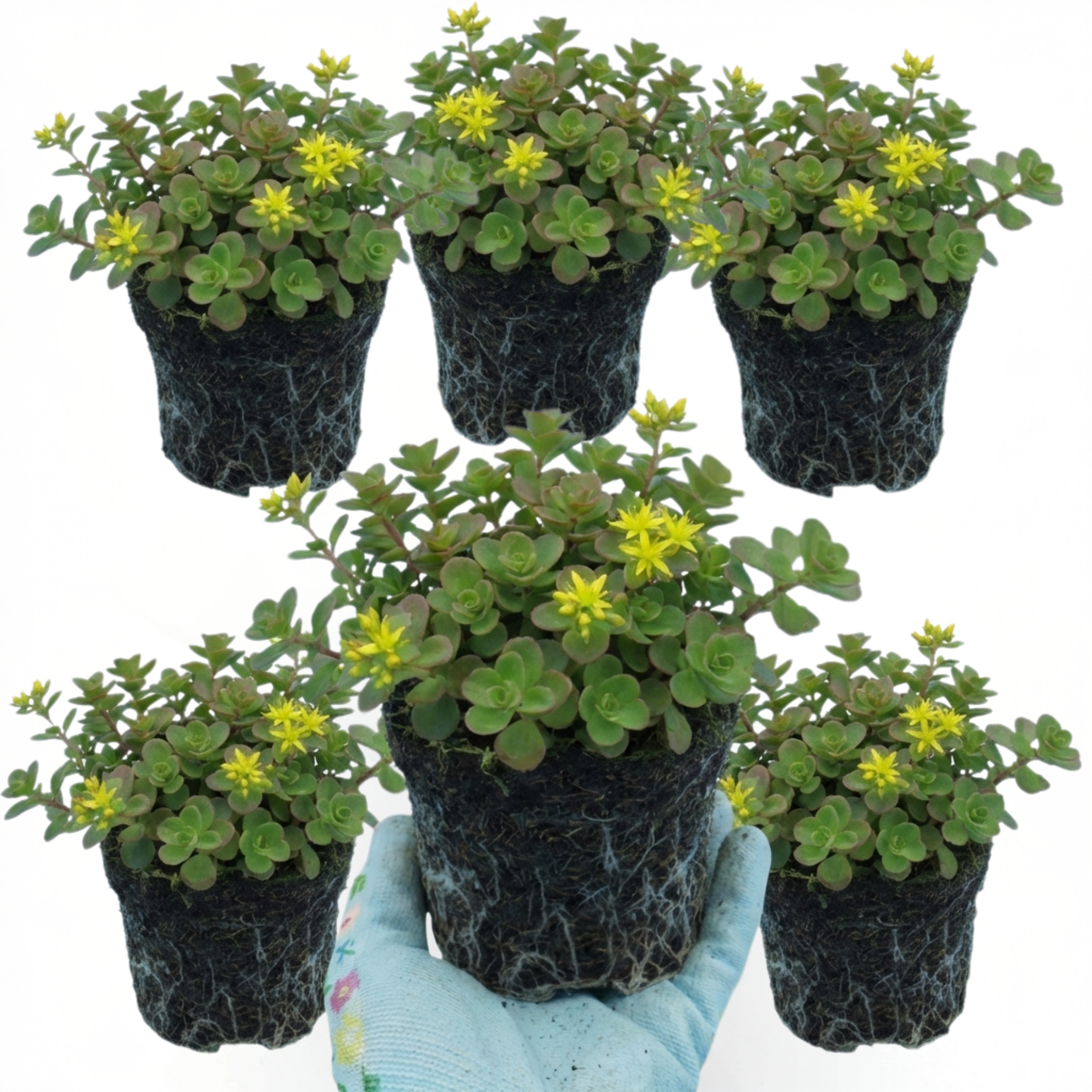 Sedum ‘Oreganum Stonecrop’ — Indoor Plant, Bee-Friendly, 1L Pot (Set of 3 or 6)