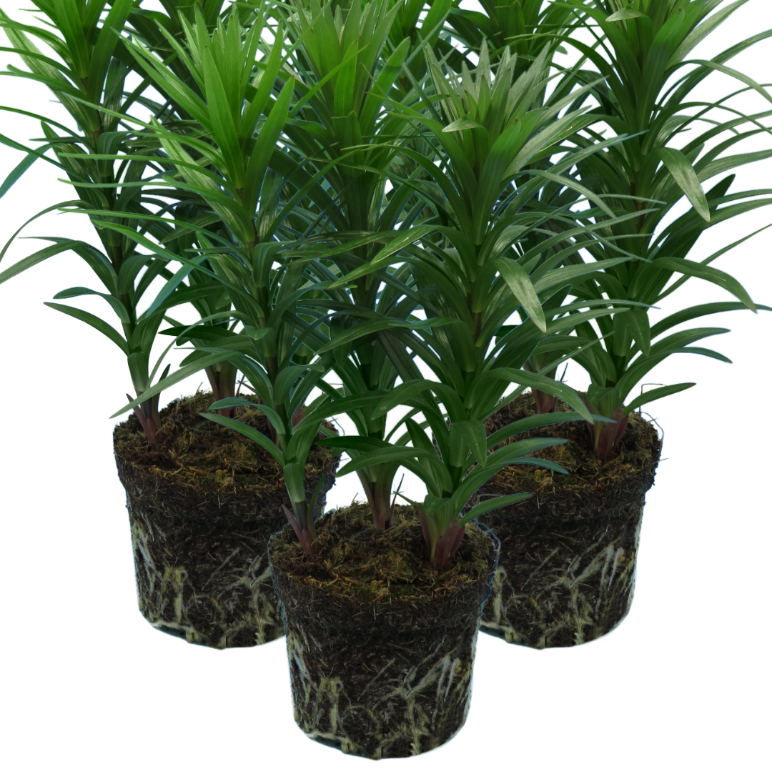 Lilium ‘Yellow’ — Hardy Bulb, Bee-Friendly, 1L Pot (Set of 3 or 6)