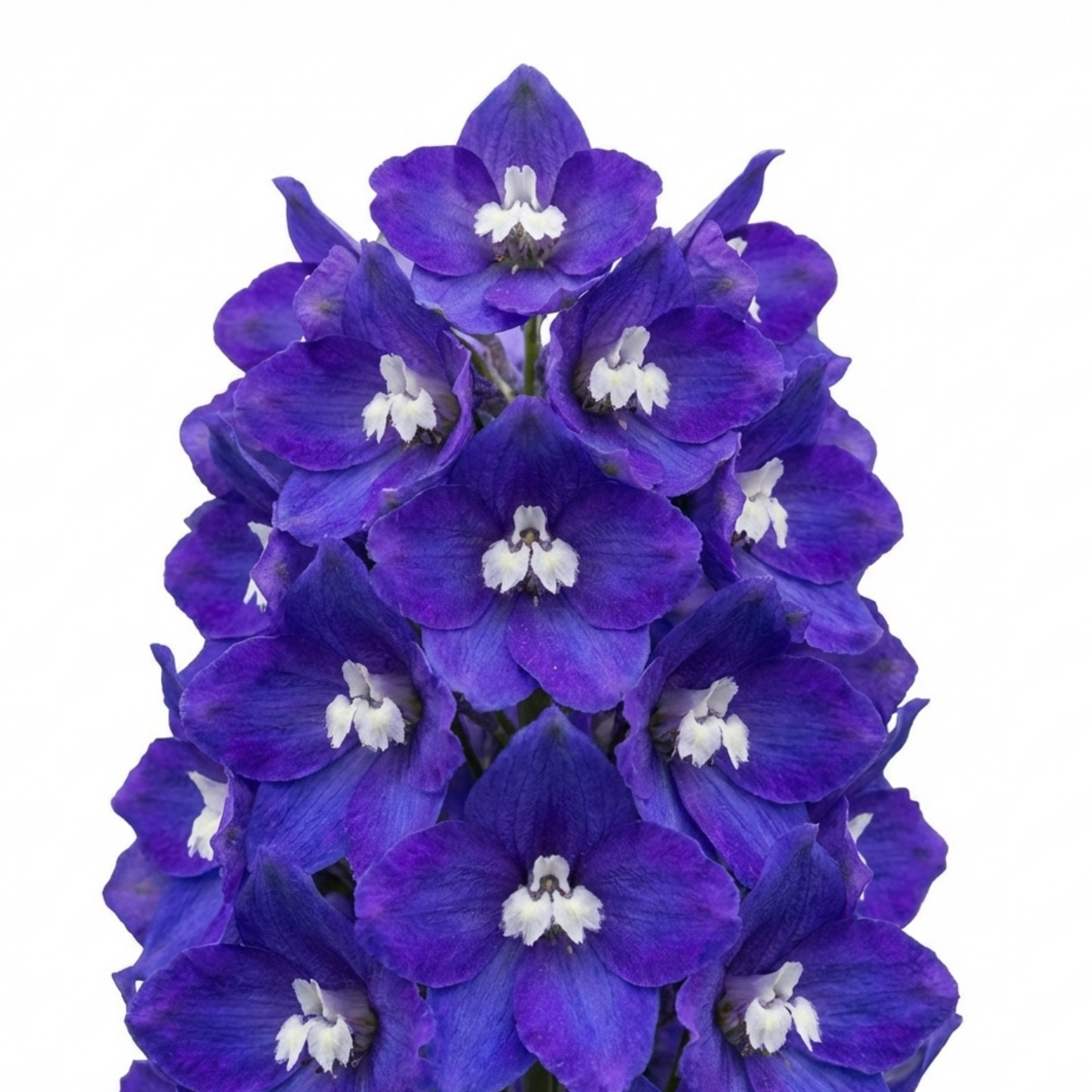 Delphinium ‘Pacific Giants King Arthur’ — Hardy Perennial, Bee-Friendly, 1L Pot (Set of 3 or 6)