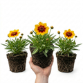 Coreopsis ‘Uptick Gold Bronze’ — Hardy Perennial, Bee-Friendly, 1L Pot (Set of 3 or 6)