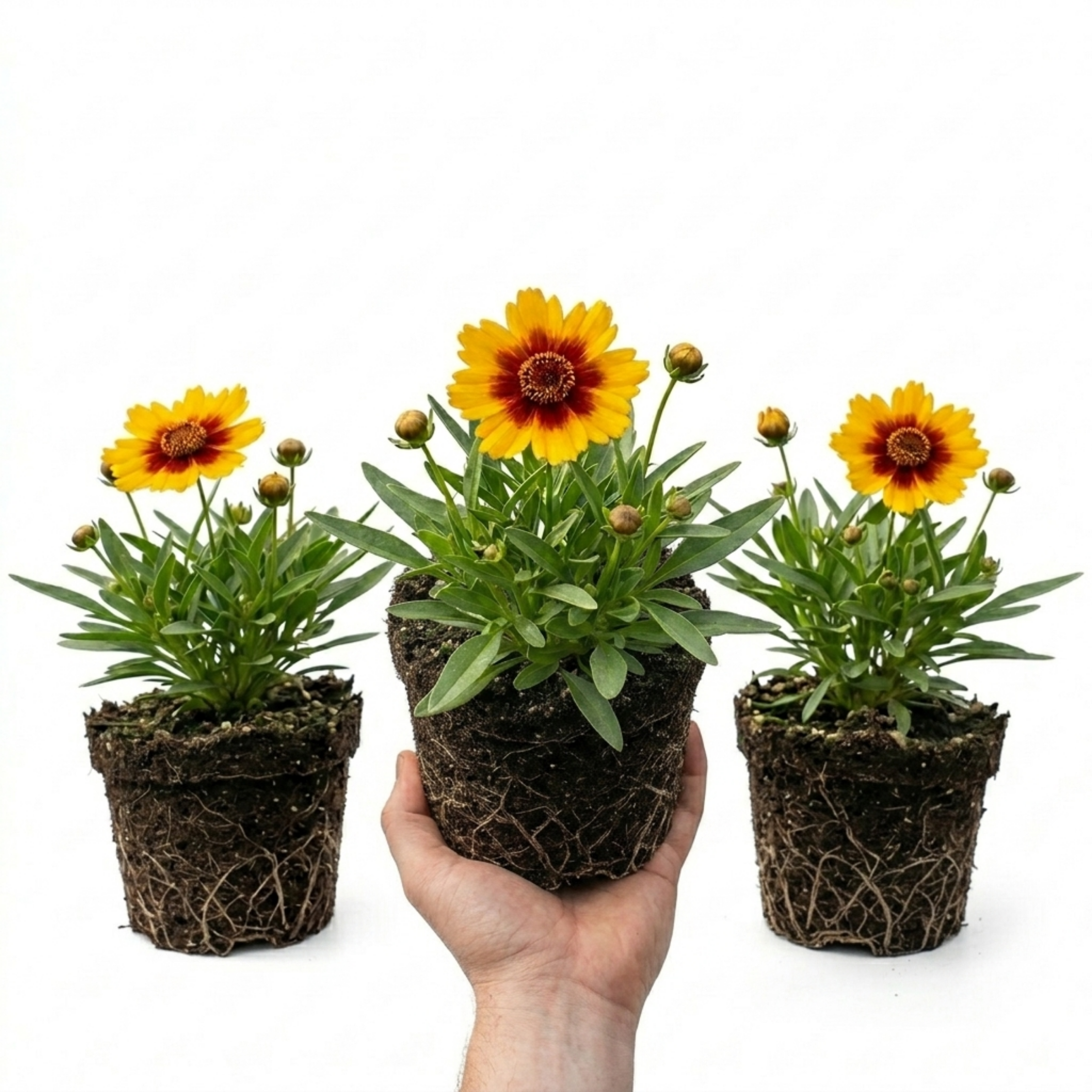 Coreopsis ‘Uptick Gold Bronze’ — Hardy Perennial, Bee-Friendly, 1L Pot (Set of 3 or 6)