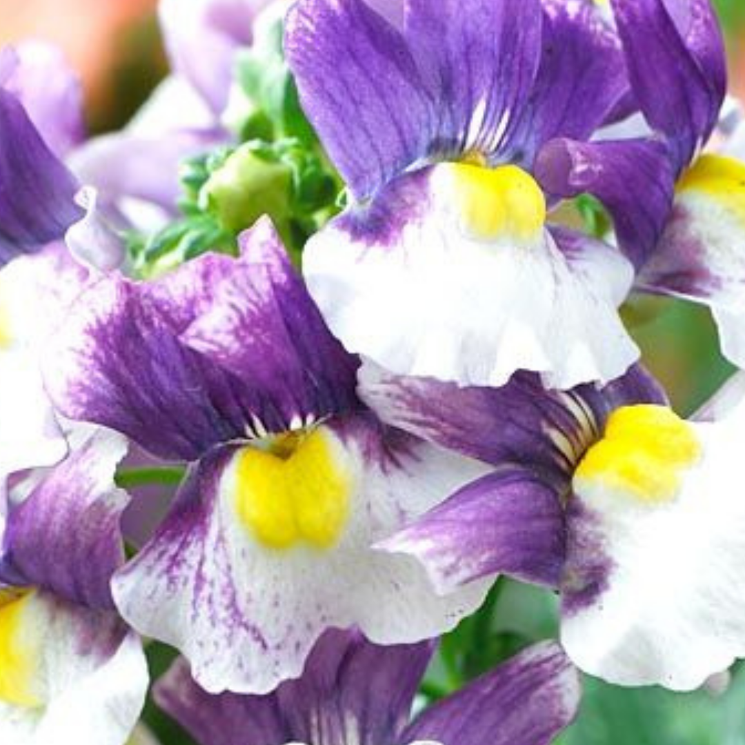 Nemesia ‘Nuvo Blue Bicolour’ — Annual / Short-lived Perennial, Bee-Friendly, 10.5cm Pot (Set of 3 or 6)
