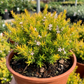 Diosma ‘Sunset Gold’ — Evergreen Shrub, Bee-Friendly, 3L Pot