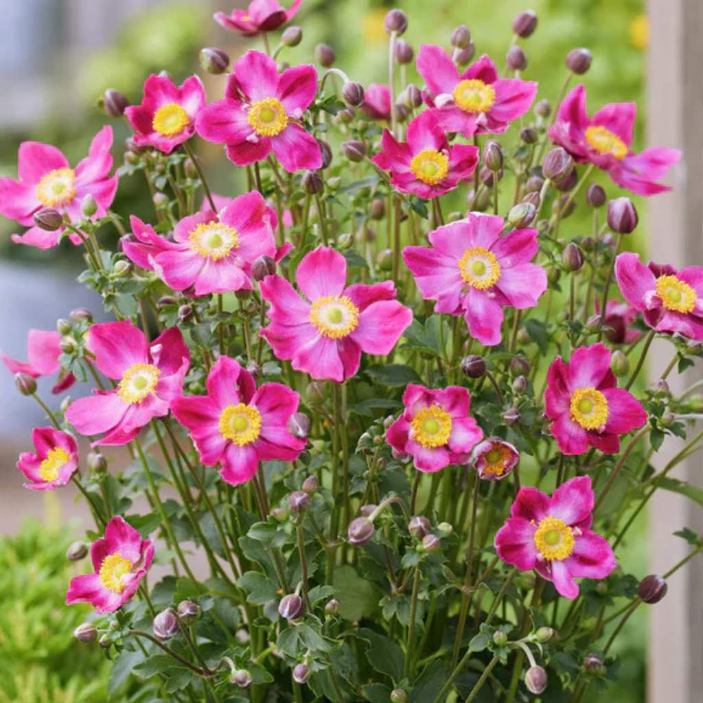 Anemone ‘Fantasy Ariel’ — Hardy Perennial, 2L Pot