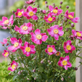 Anemone ‘Fantasy Ariel’ — Hardy Perennial, 2L Pot