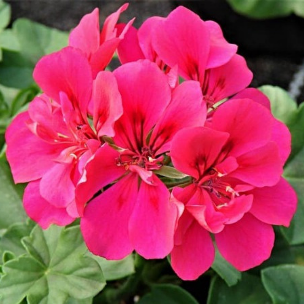 Geranium ‘Sunflair Joscina Hot Pink’ — Hardy Perennial, 10.5cm Pot