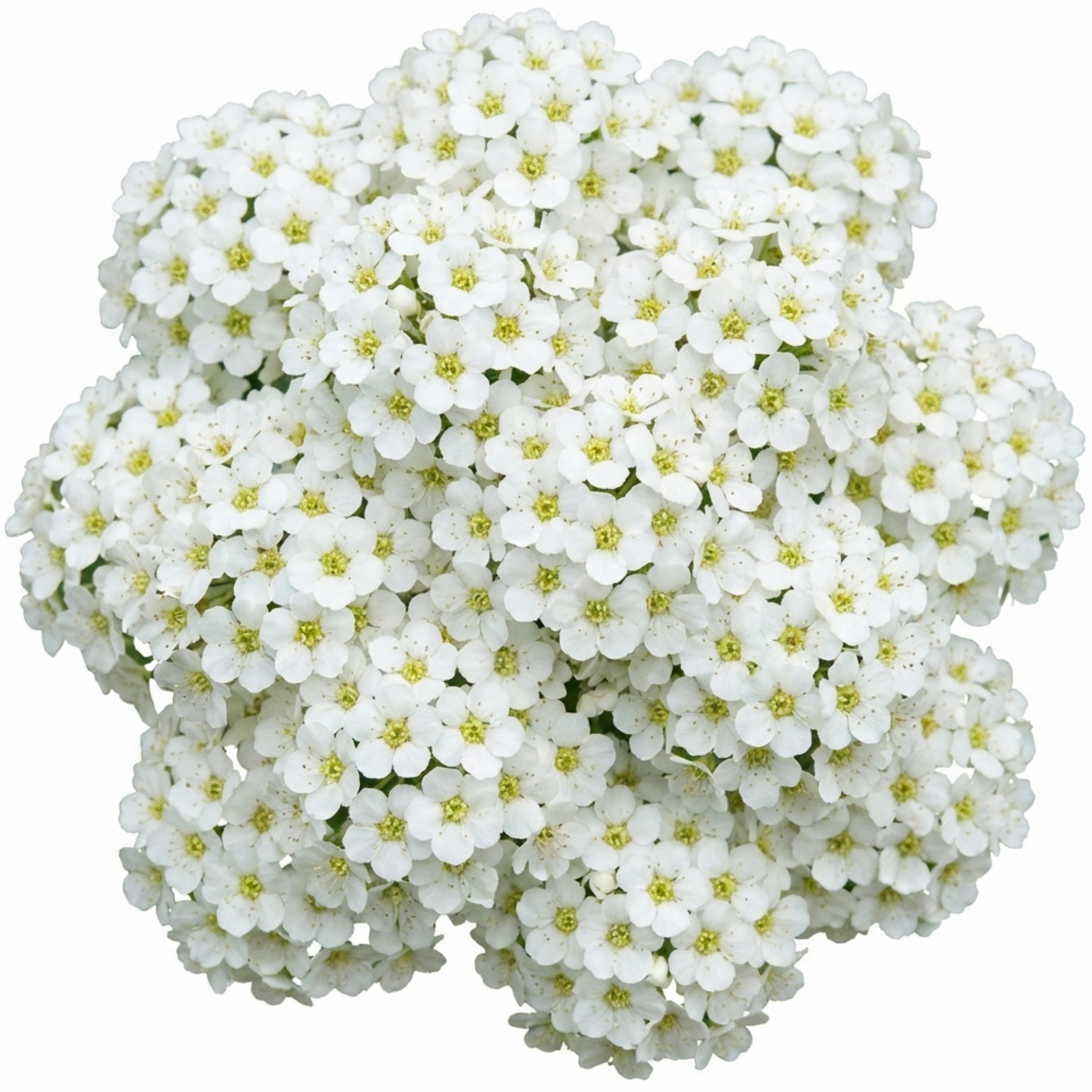 Spiraea ‘Snowmound’ — Deciduous Shrub, Bee-Friendly, 2L Pot