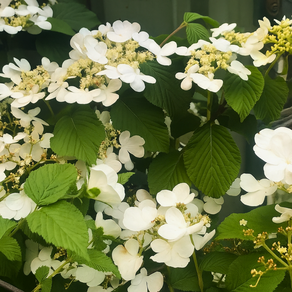 Viburnum ‘Mariesii’ — Hardy Shrub, 3L Pot
