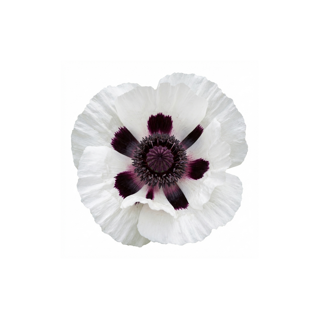 Papaver ‘Orientale Royal Wedding’ — Hardy Perennial, Bee-Friendly, 1L Pot