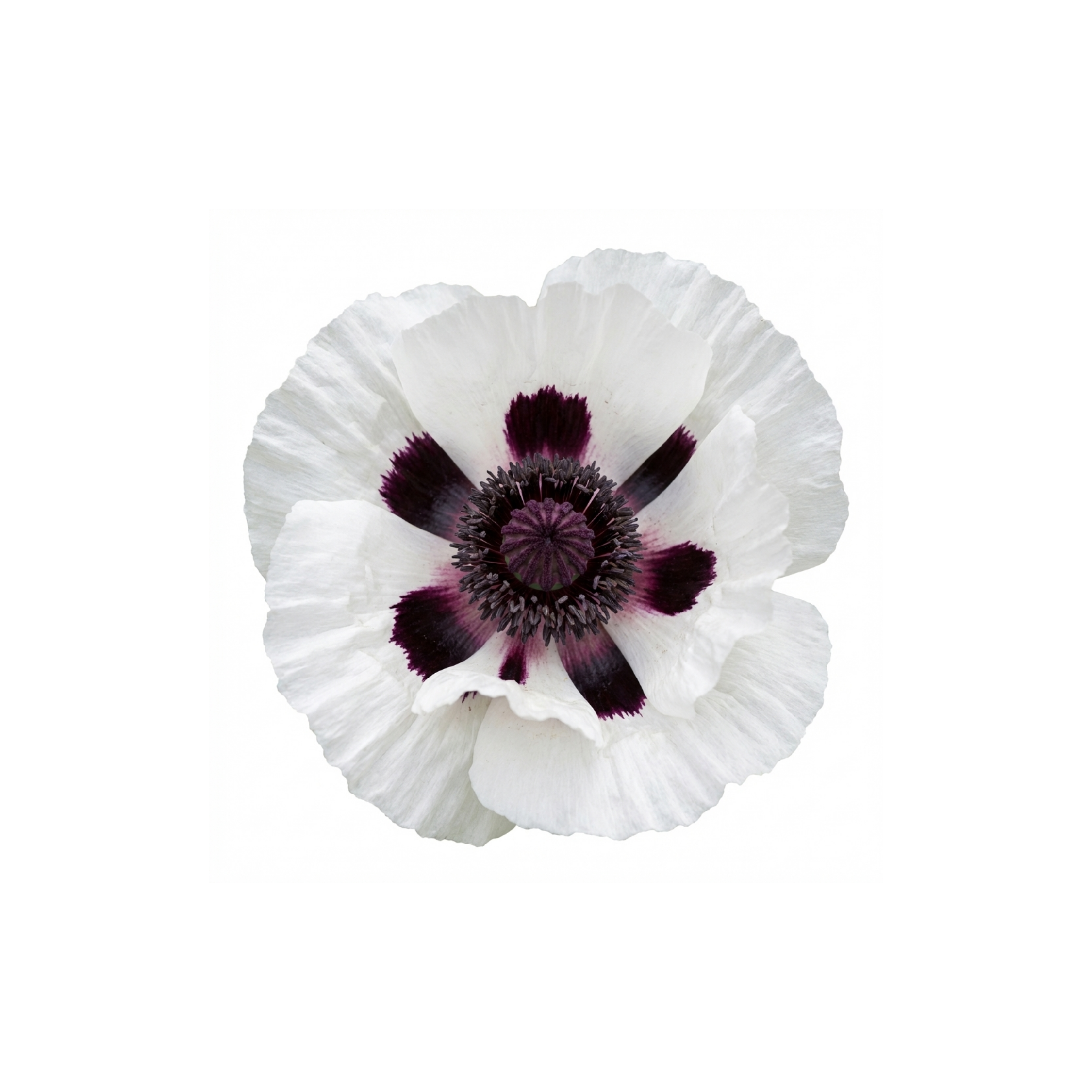 Papaver ‘Orientale Royal Wedding’ — Hardy Perennial, Bee-Friendly, 1L Pot