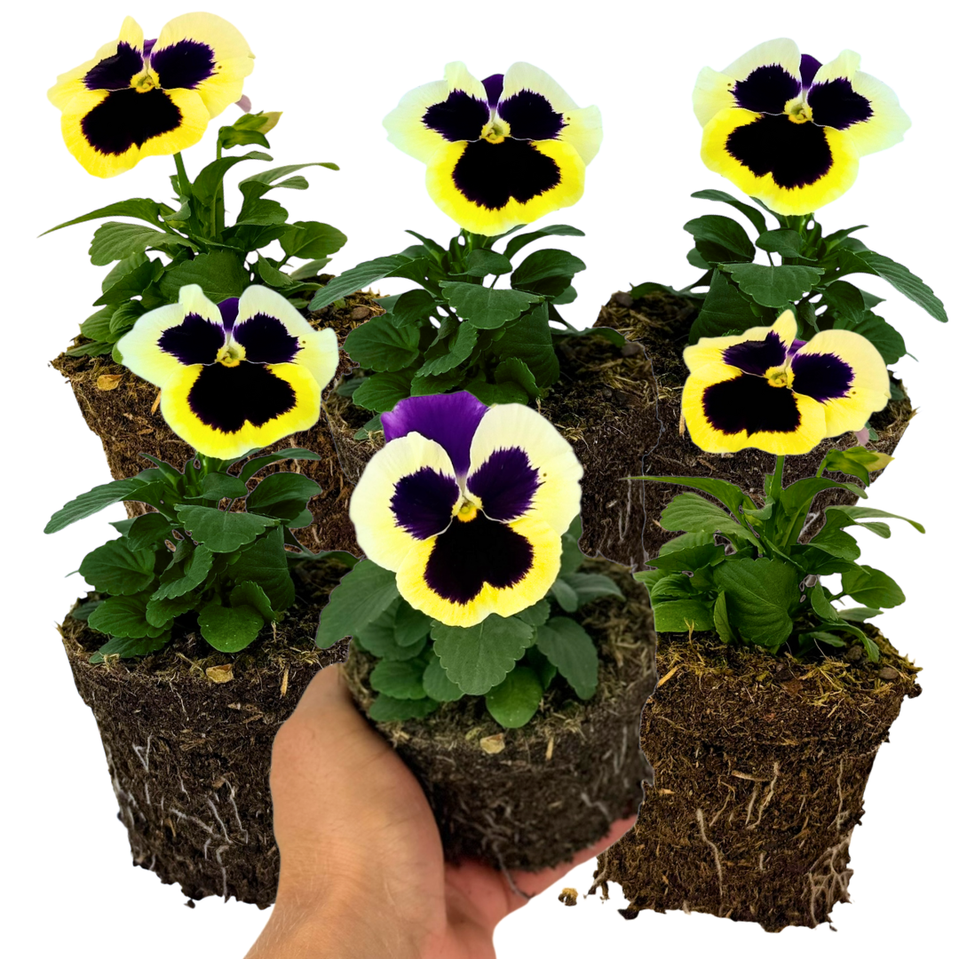 Pansy 'Delta Pro Violet and White' — Hardy Bedding, 10.5cm Pot (Set of 3 or 6)