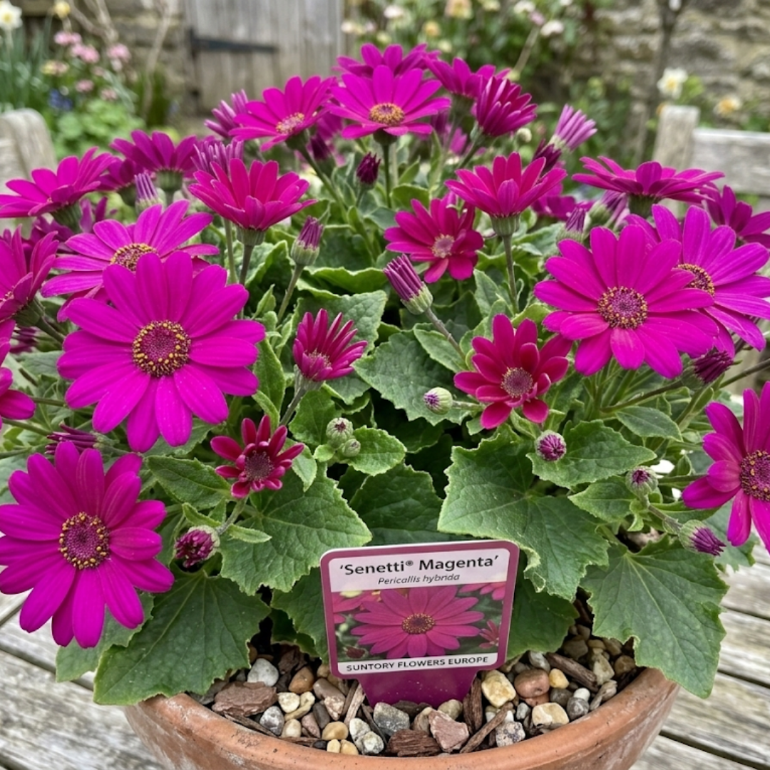 Senetti 'Magenta' — Bedding Plant, Bee-Friendly, 2L Pot