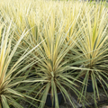 Cordyline ‘Torbay Dazzler’ — Hardy Perennial, 3L Pot