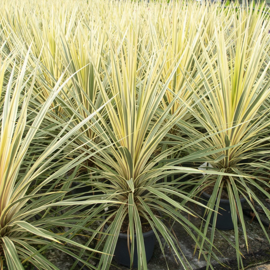 Cordyline ‘Torbay Dazzler’ — Hardy Perennial, 3L Pot