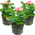 Pelargonium ‘Lenja’ — Tender Perennial (grown as bedding), Bee-Friendly, 1L Pot (Set of 3 or 6)