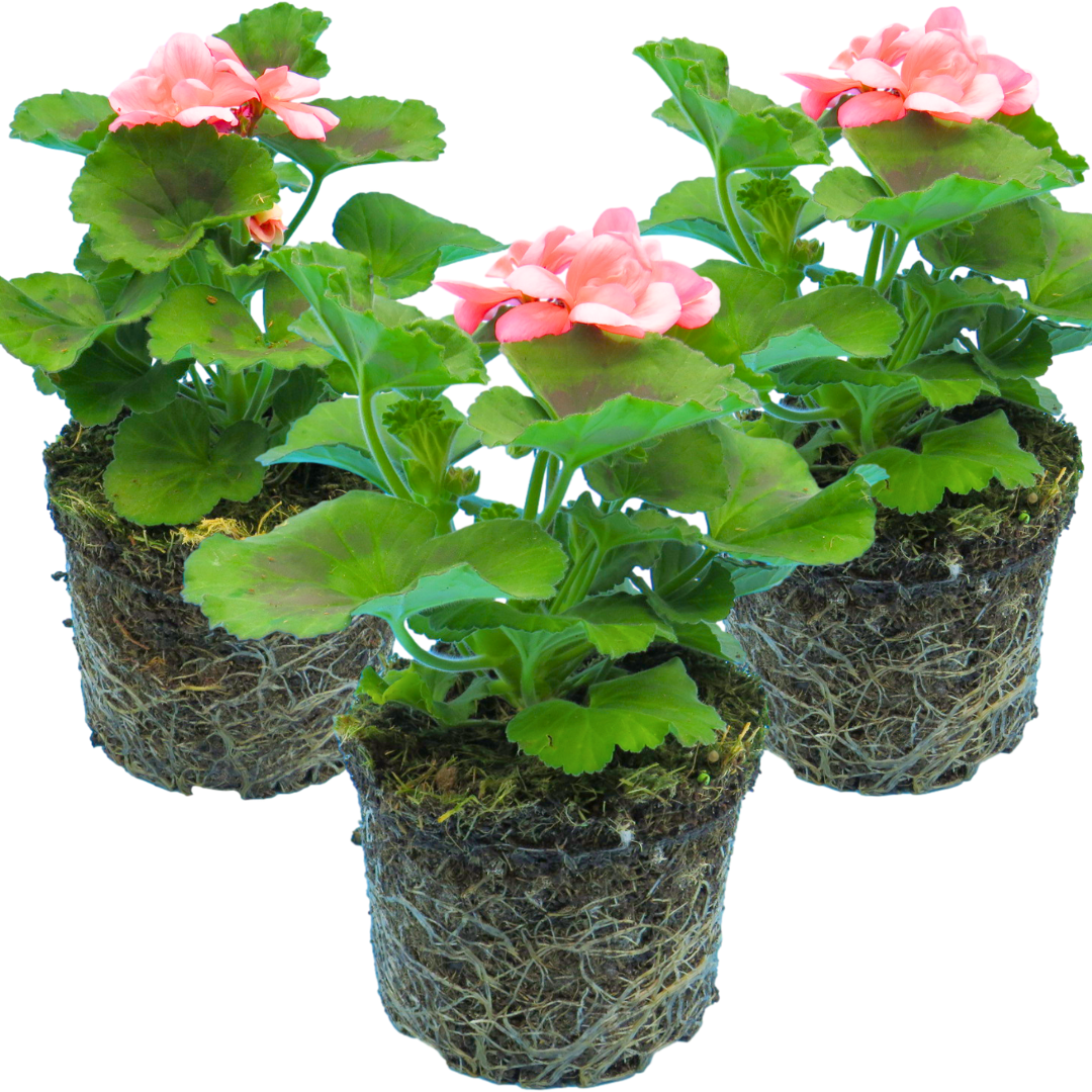 Pelargonium ‘Lenja’ — Tender Perennial (grown as bedding), Bee-Friendly, 1L Pot (Set of 3 or 6)