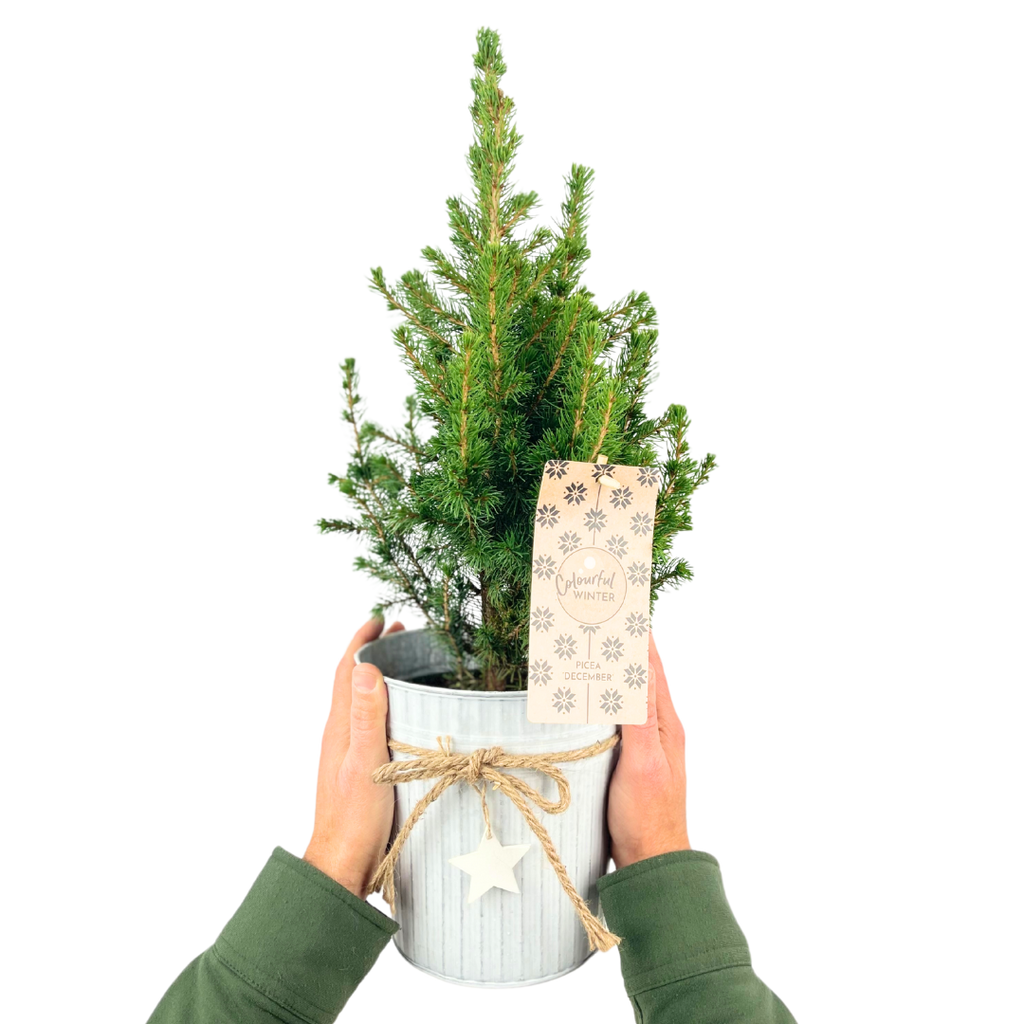 Mini Christmas Tree in White Pot with Star — Festive Live Conifer, 2L Pot