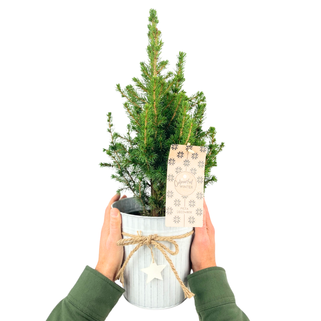 Mini Christmas Tree in White Pot with Star — Festive Live Conifer, 2L Pot