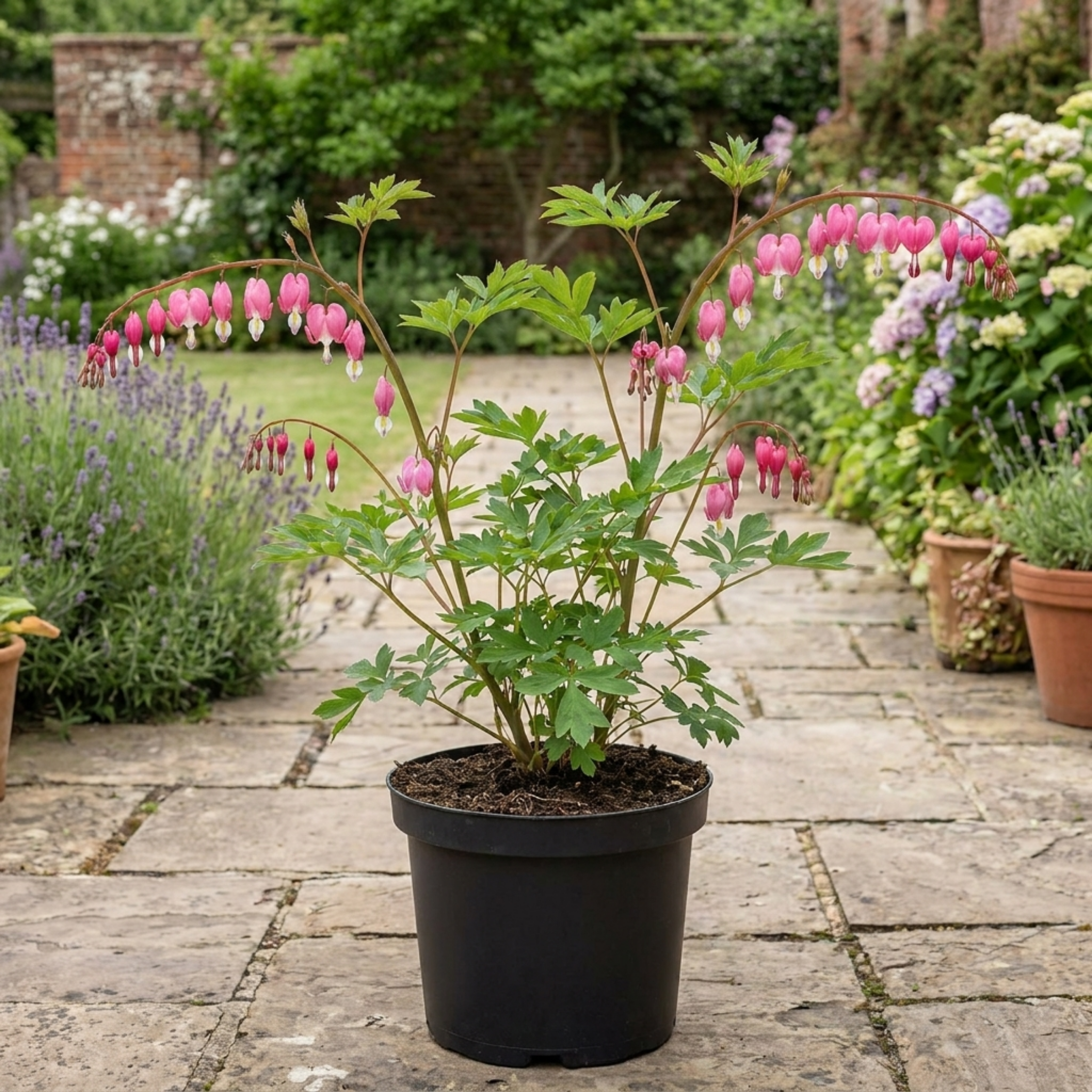 Dicentra ‘Spectabilis Bleeding Heart’ — Hardy Perennial, Bee-Friendly, 17cm Pot