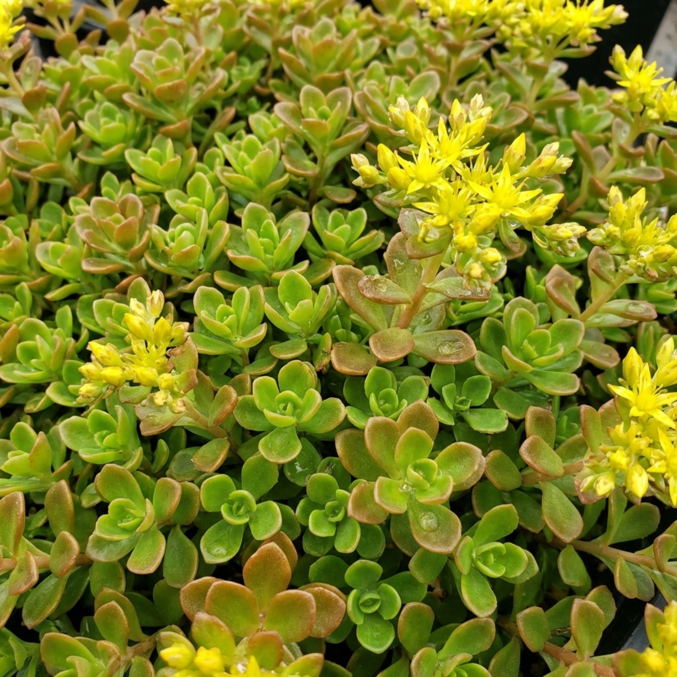Sedum ‘Oreganum Stonecrop’ — Indoor Plant, Bee-Friendly, 1L Pot (Set of 3 or 6)