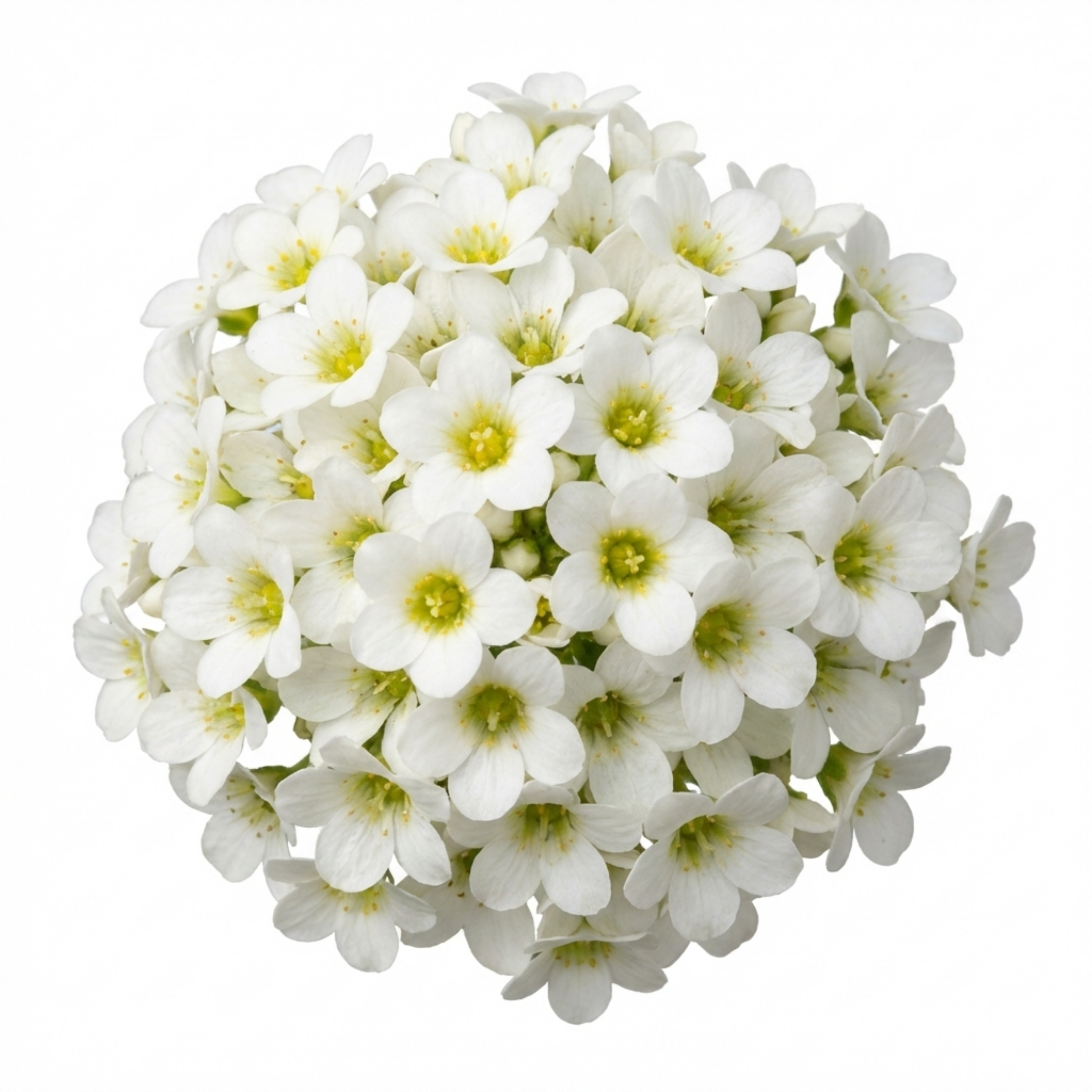Saxifraga ‘Ice Colours Pearl White’ — Hardy Evergreen Alpine Perennial, Bee-Friendly, 1L Pot (Set of 3 or 6)