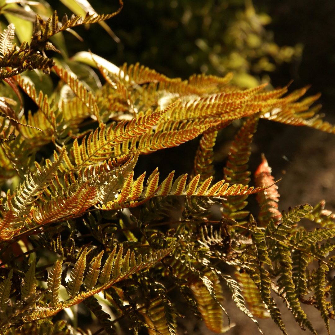 Alpine ‘Wood’ — Hardy Perennial, 2L Pot