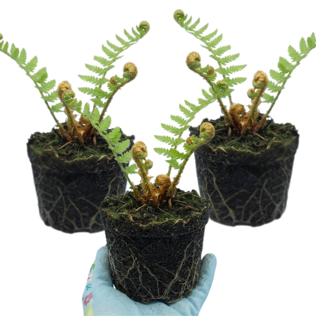 Dryopteris affinis 'Montana' — Male Fern, Hardy Semi-Evergreen, 1L Pot (Set of 3 or 6)