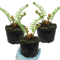 Dryopteris affinis 'Montana' — Male Fern, Hardy Semi-Evergreen, 1L Pot (Set of 3 or 6)