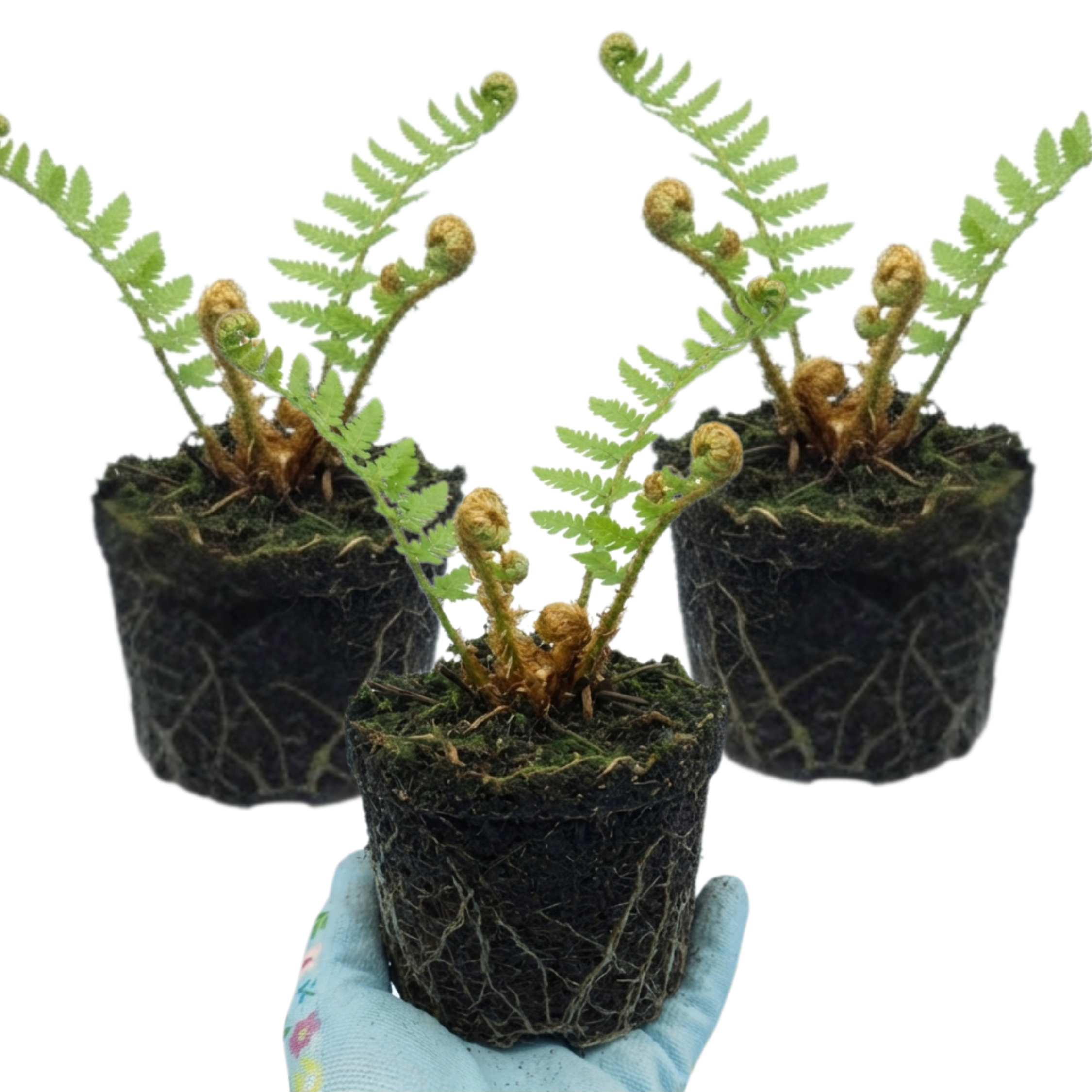 Dryopteris affinis 'Montana' — Male Fern, Hardy Semi-Evergreen, 1L Pot (Set of 3 or 6)