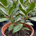 Aucuba ‘Japonica Rozannie’ — Evergreen Shrub, 3L Pot
