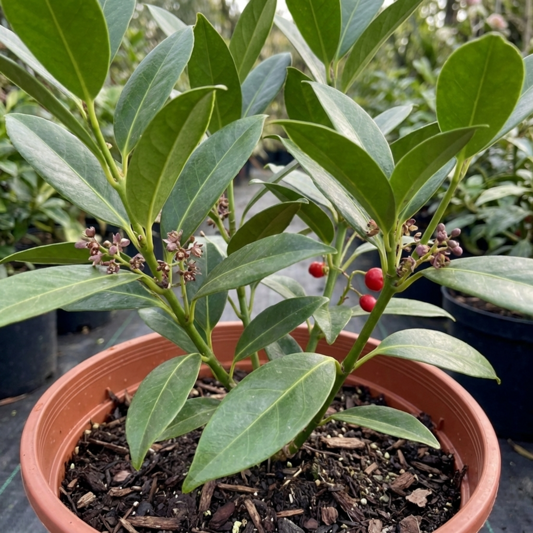 Aucuba ‘Japonica Rozannie’ — Evergreen Shrub, 3L Pot
