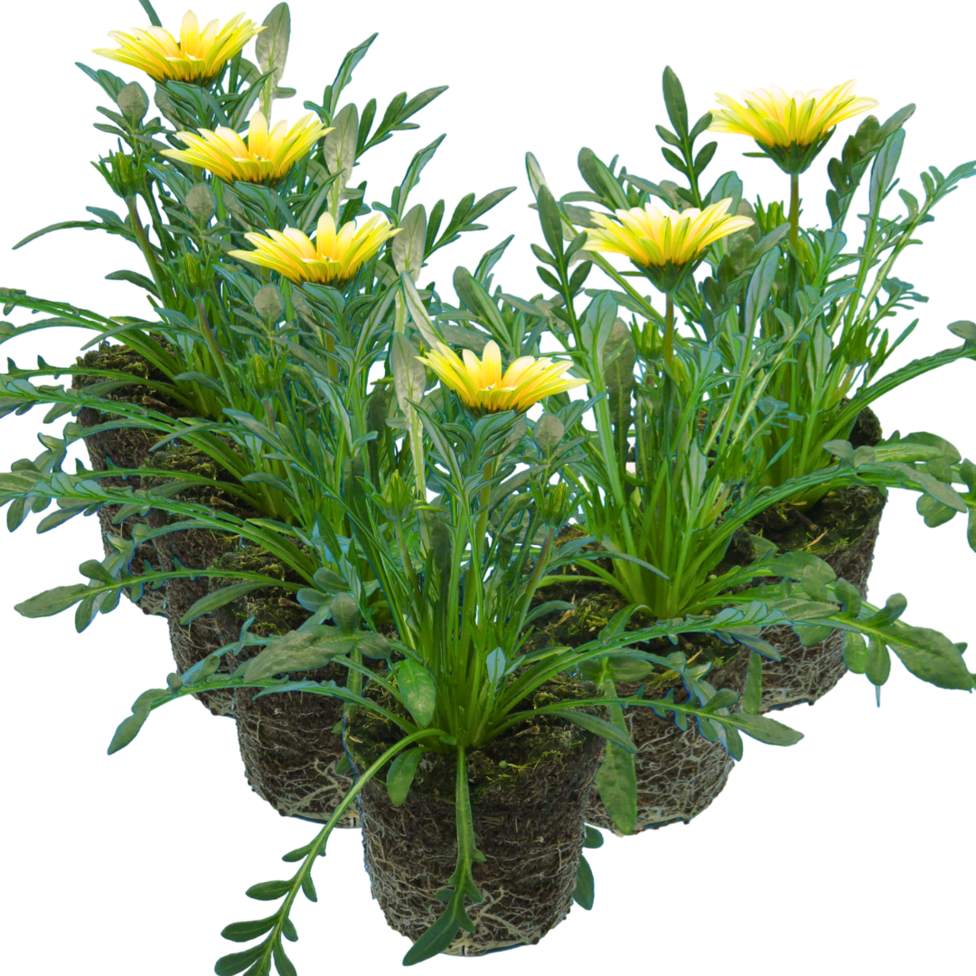Gazania ‘Kiss White Improved’ — Hardy Perennial, 1L Pot (Set of 3 or 6)