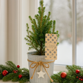 Mini Christmas Tree in White Pot with Star — Festive Live Conifer, 2L Pot