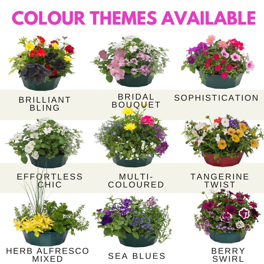 Sophistication Speedplanter — Pre-Planted Mixed Annual Display, 7-Plant Set