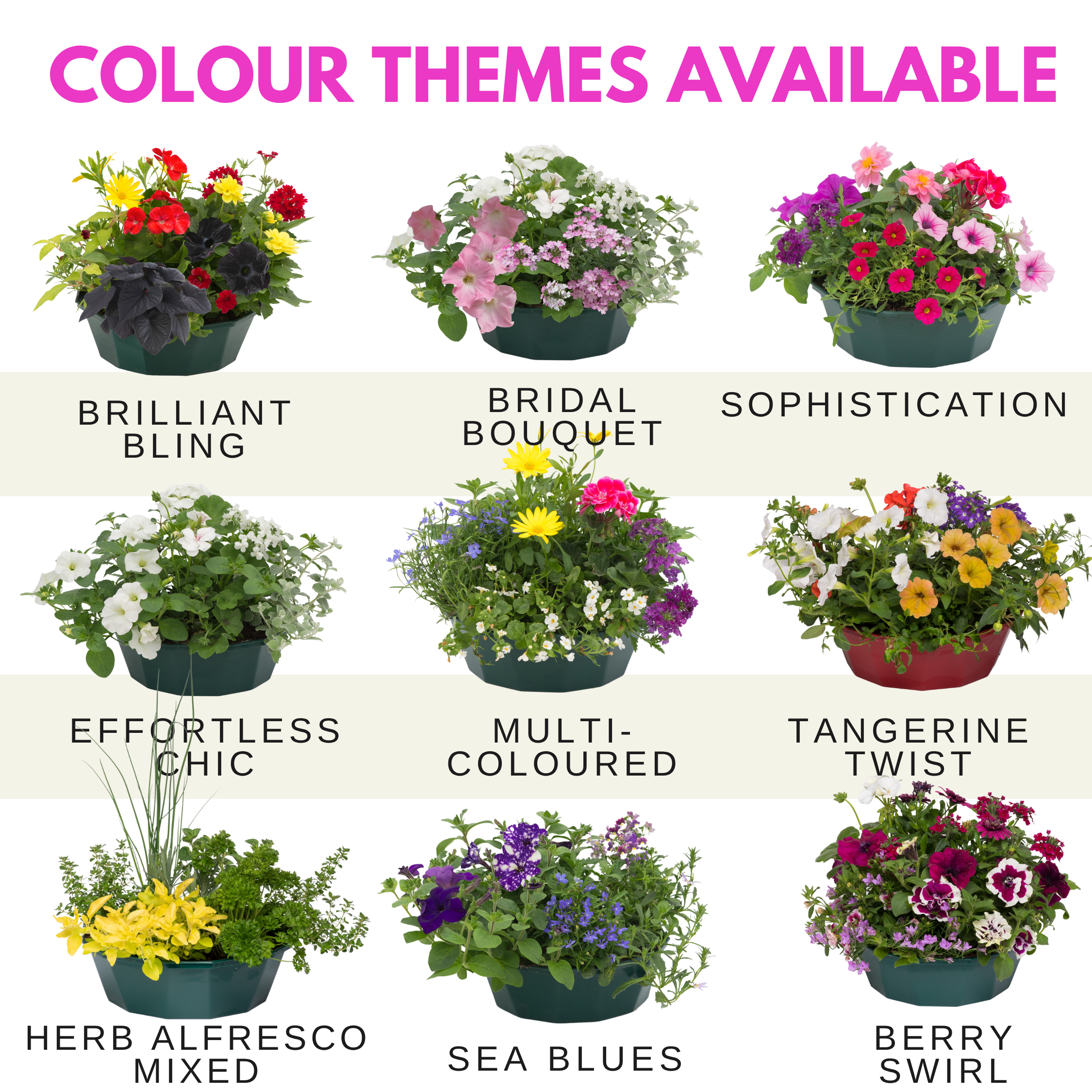 Sophistication Speedplanter — Pre-Planted Mixed Annual Display, 7-Plant Set