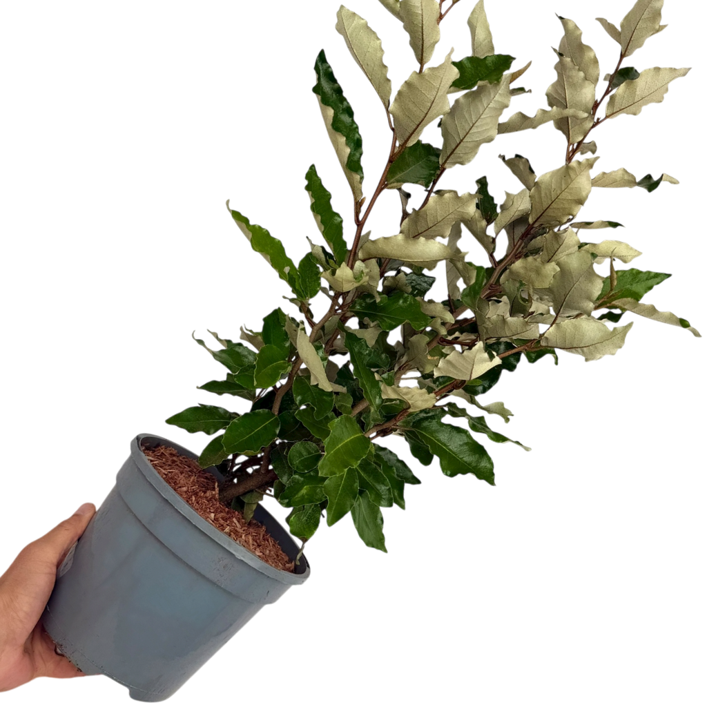 Elaeagnus ‘Crispy’ — Hardy Perennial, 3L Pot