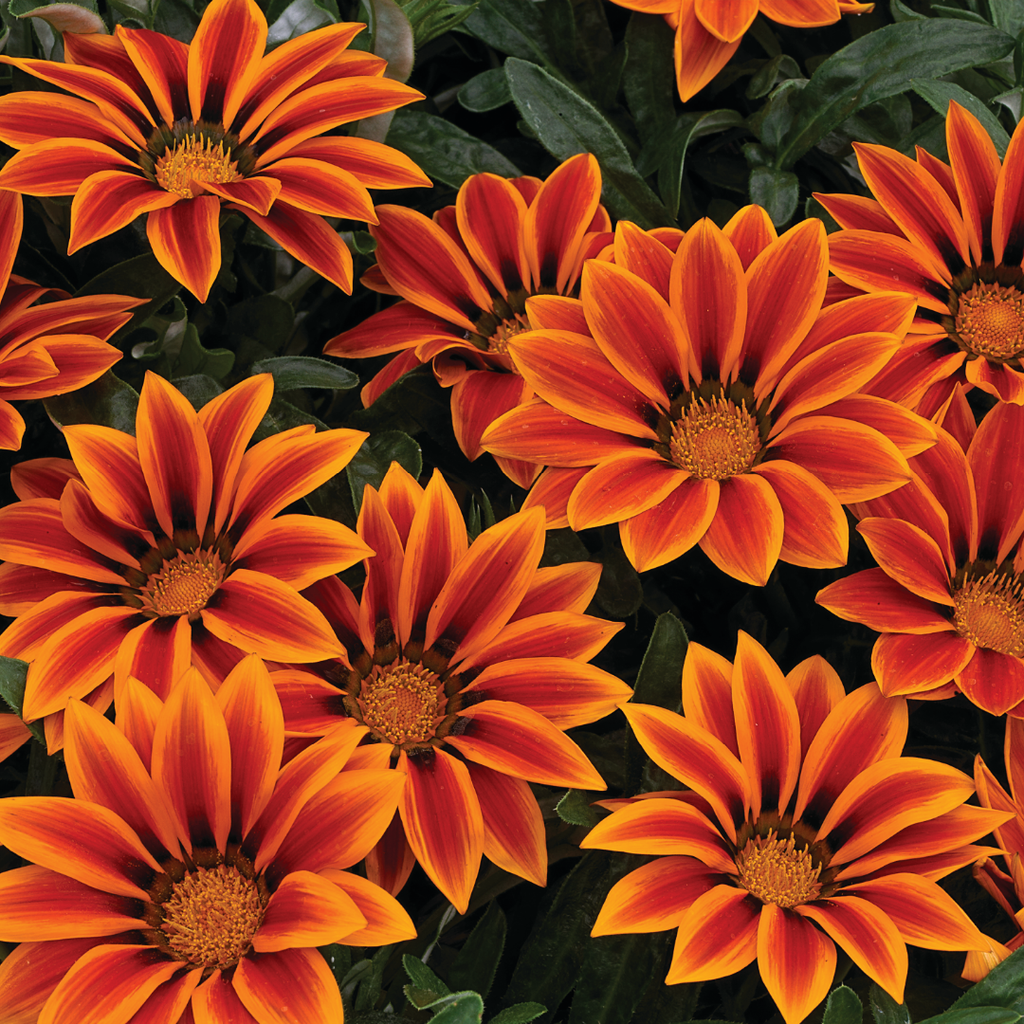Gazania ‘Kiss Orange Flame’ — Hardy Perennial, 1L Pot (Set of 3 or 6)
