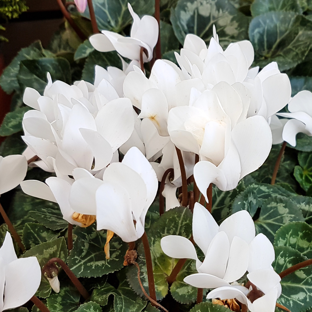 Cyclamen ‘Smartiz Blanc Pur’ — Tender Pot Plant (perennial in mild climates), 10.5cm Pot (Set of 3 or 6)