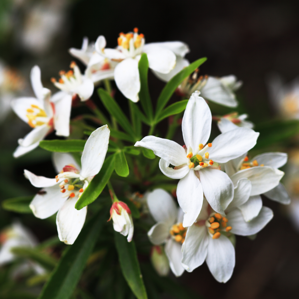 Choisya ‘Sundance’ — Evergreen Aromatic Shrub, Bee-Friendly, 1L Pot (Set of 3 or 6)