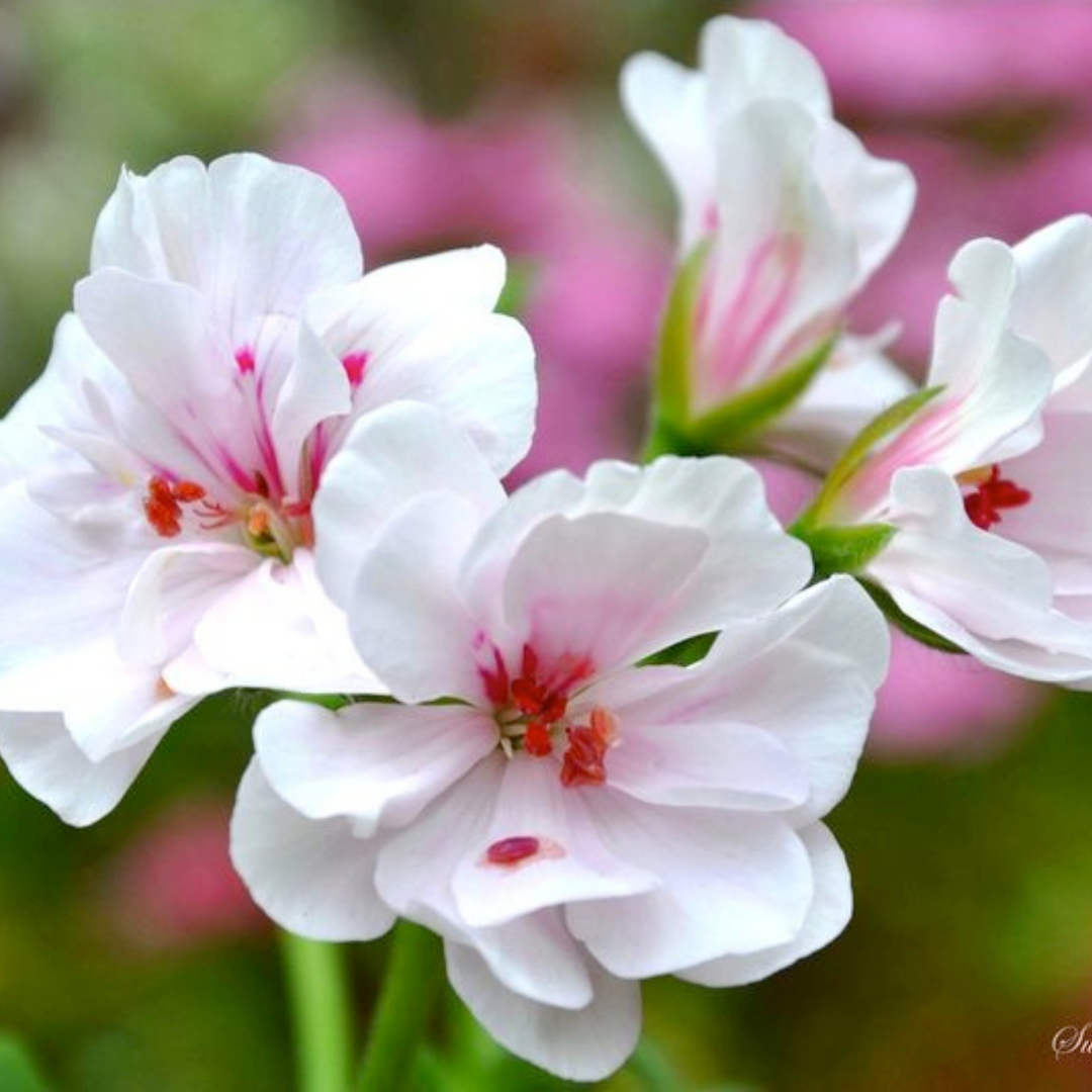 Geranium 'Trailing Blanche Roche' — Half-Hardy Annual, 10.5cm Pot (Set of 3)