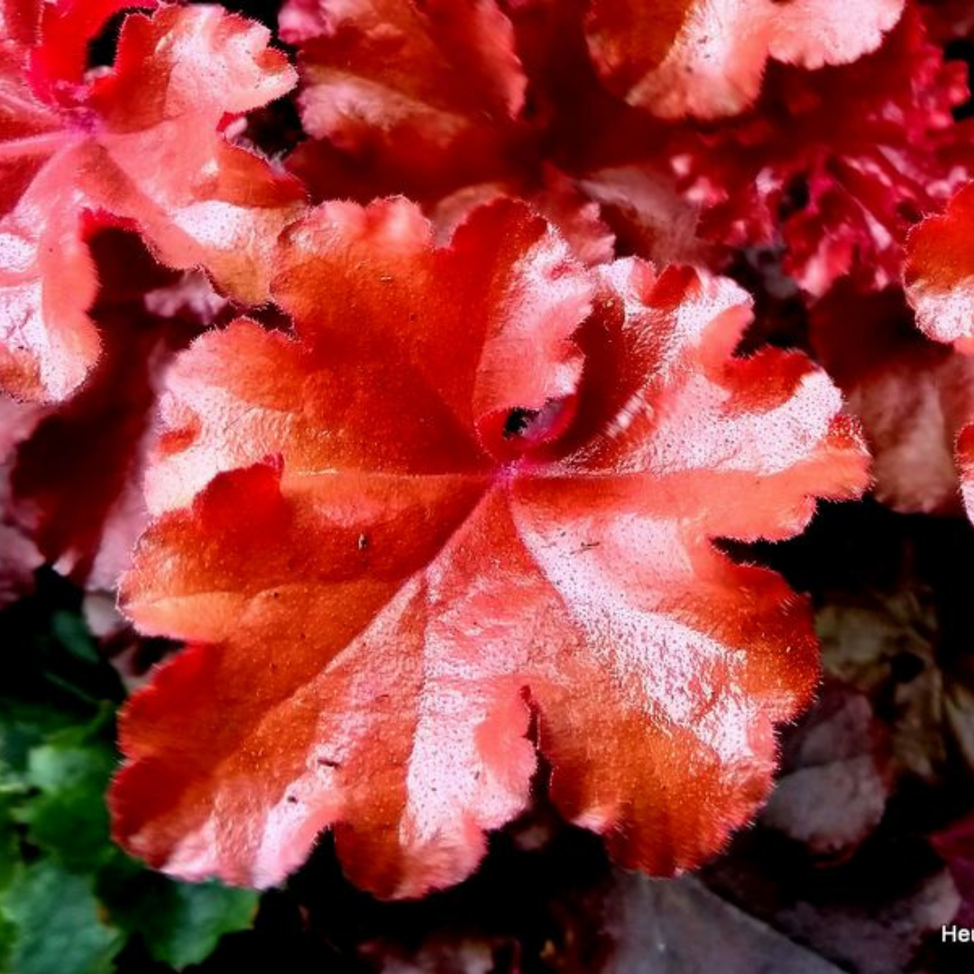 Heuchera ‘Boysenberry’ — Hardy Perennial, 2L Pot