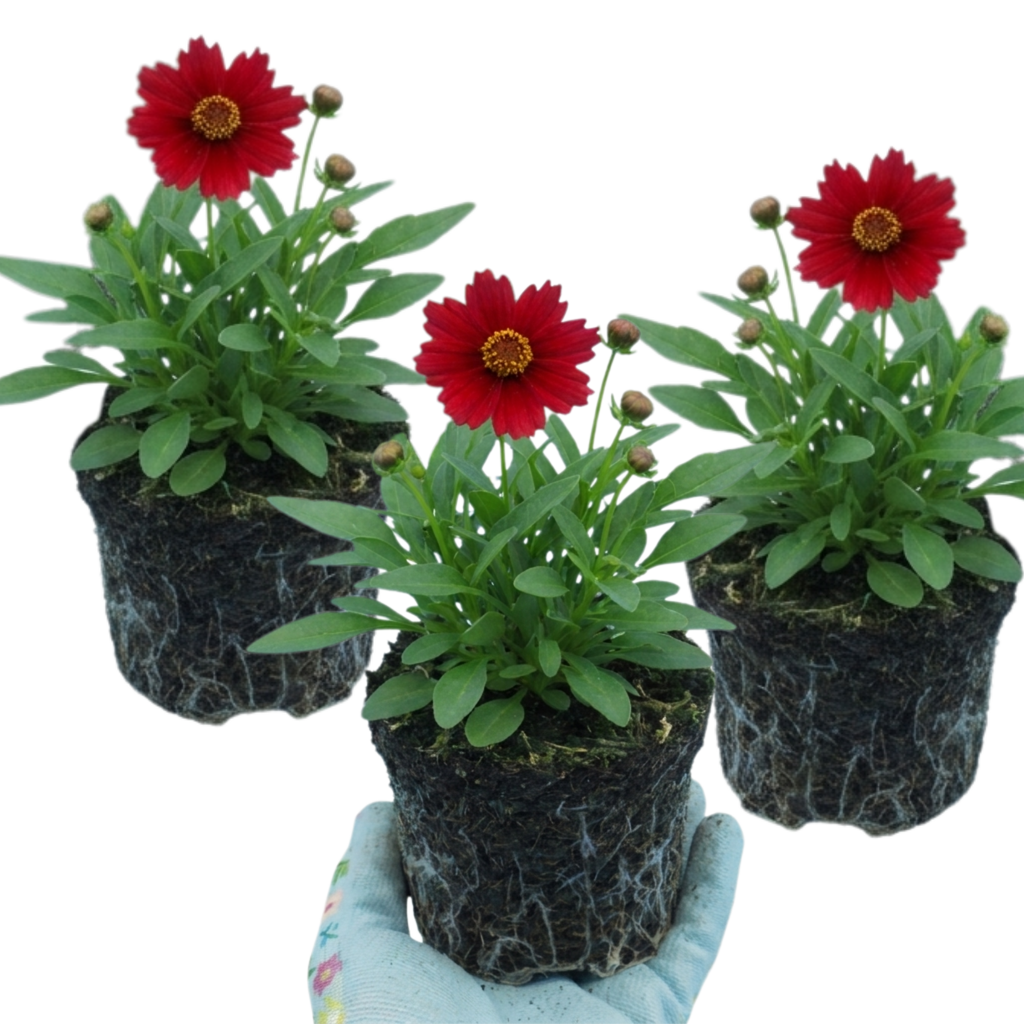 Coreopsis ‘Uptick Red’ — Hardy Perennial, Bee-Friendly, 1L Pot (Set of 3 or 6)