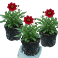 Coreopsis ‘Uptick Red’ — Hardy Perennial, Bee-Friendly, 1L Pot (Set of 3 or 6)
