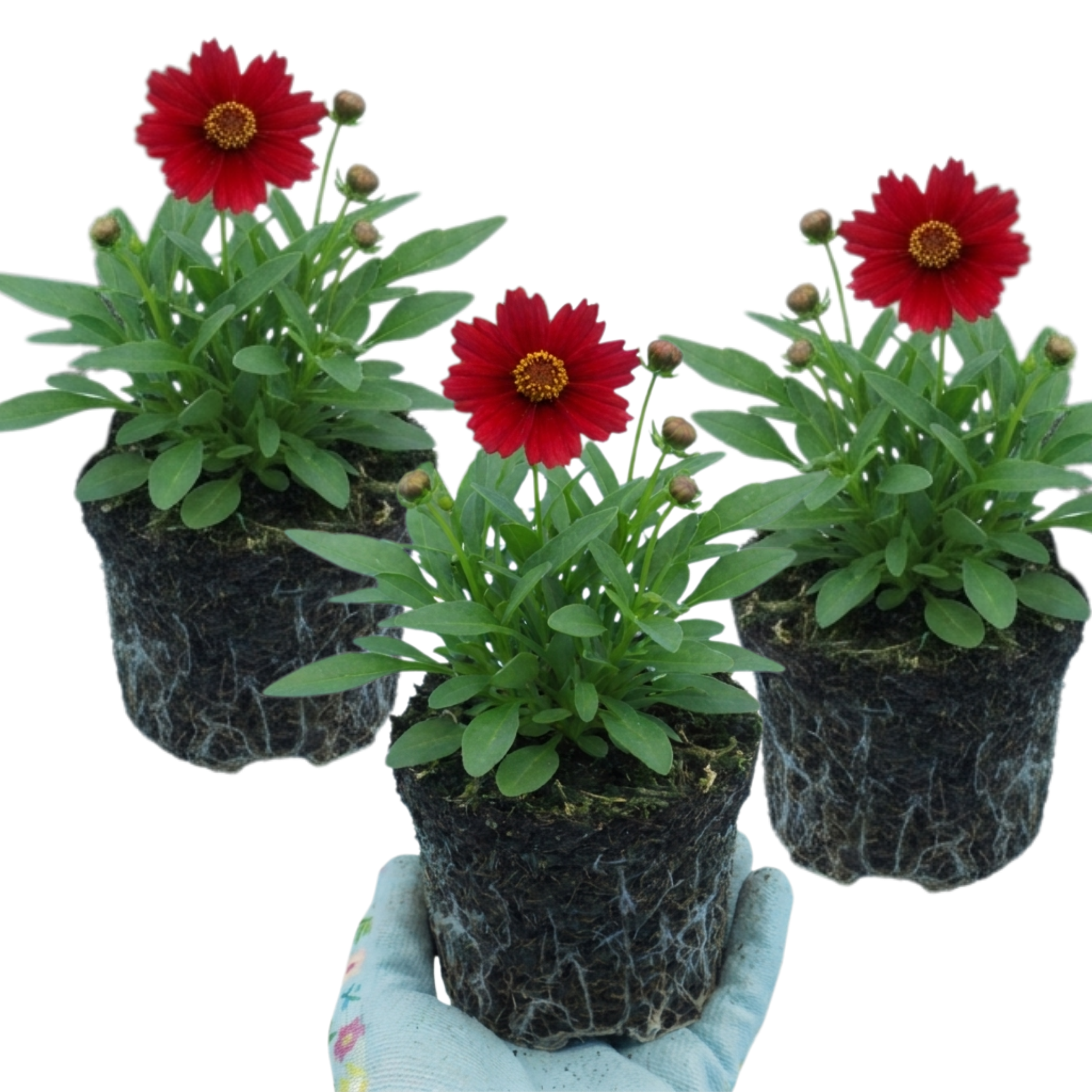 Coreopsis ‘Uptick Red’ — Hardy Perennial, Bee-Friendly, 1L Pot (Set of 3 or 6)