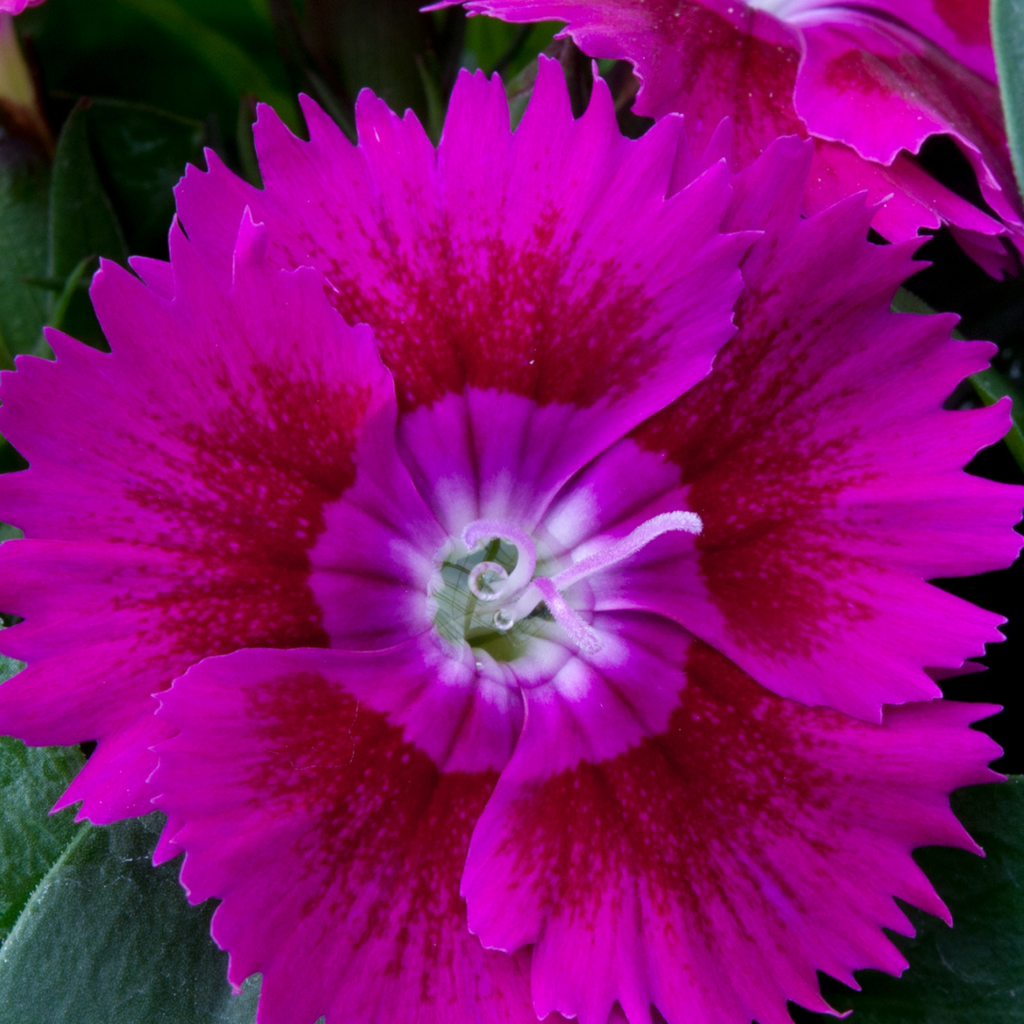 Dianthus ‘Festival Violet’ — Hardy Short-Lived Perennial (often grown as biennial), Bee-Friendly, 10.5cm Pot (Set of 3 or 6)