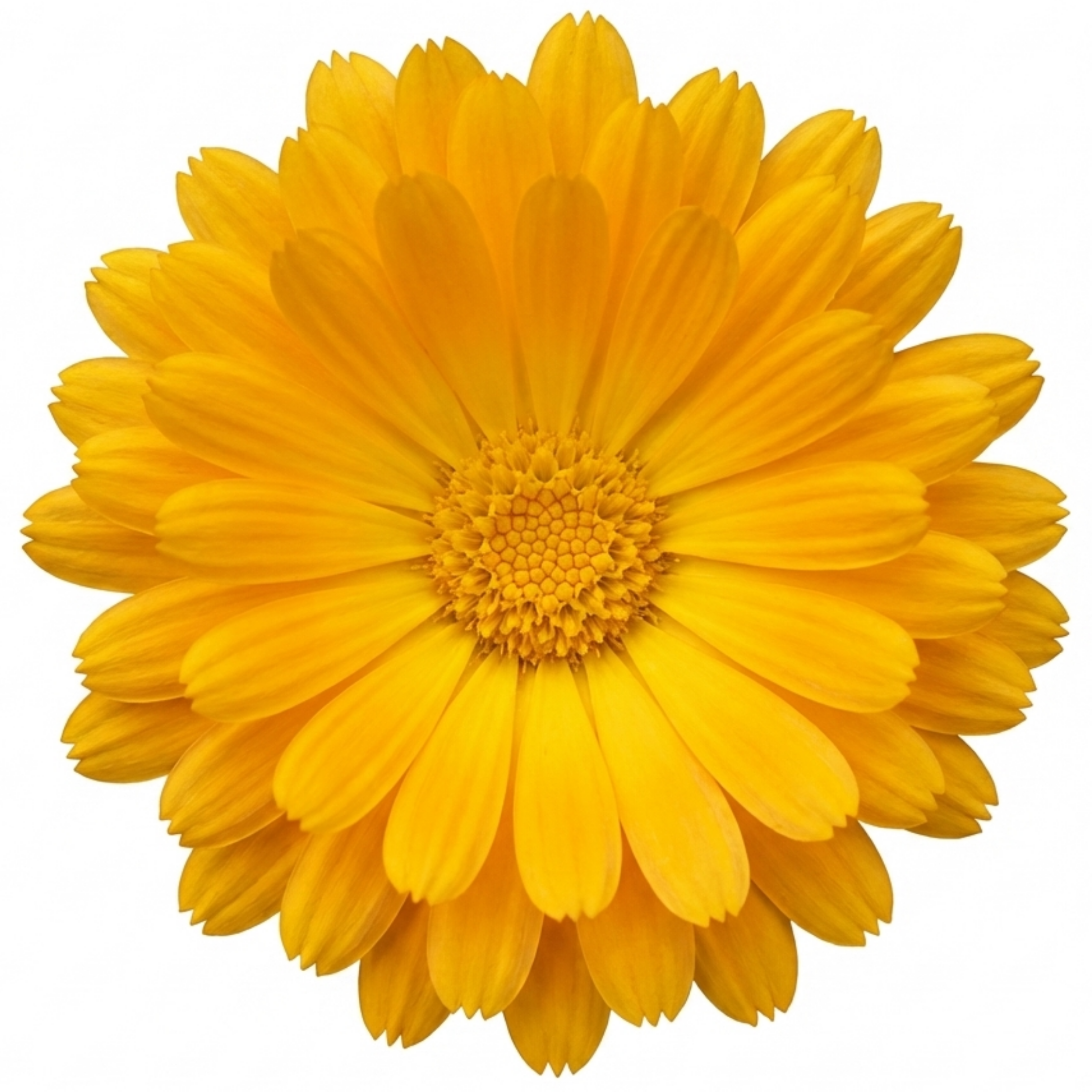 Calendula ‘Fiesta Yellow Pot Marigold’ — Hardy Annual, Bee-Friendly, 2L Pot