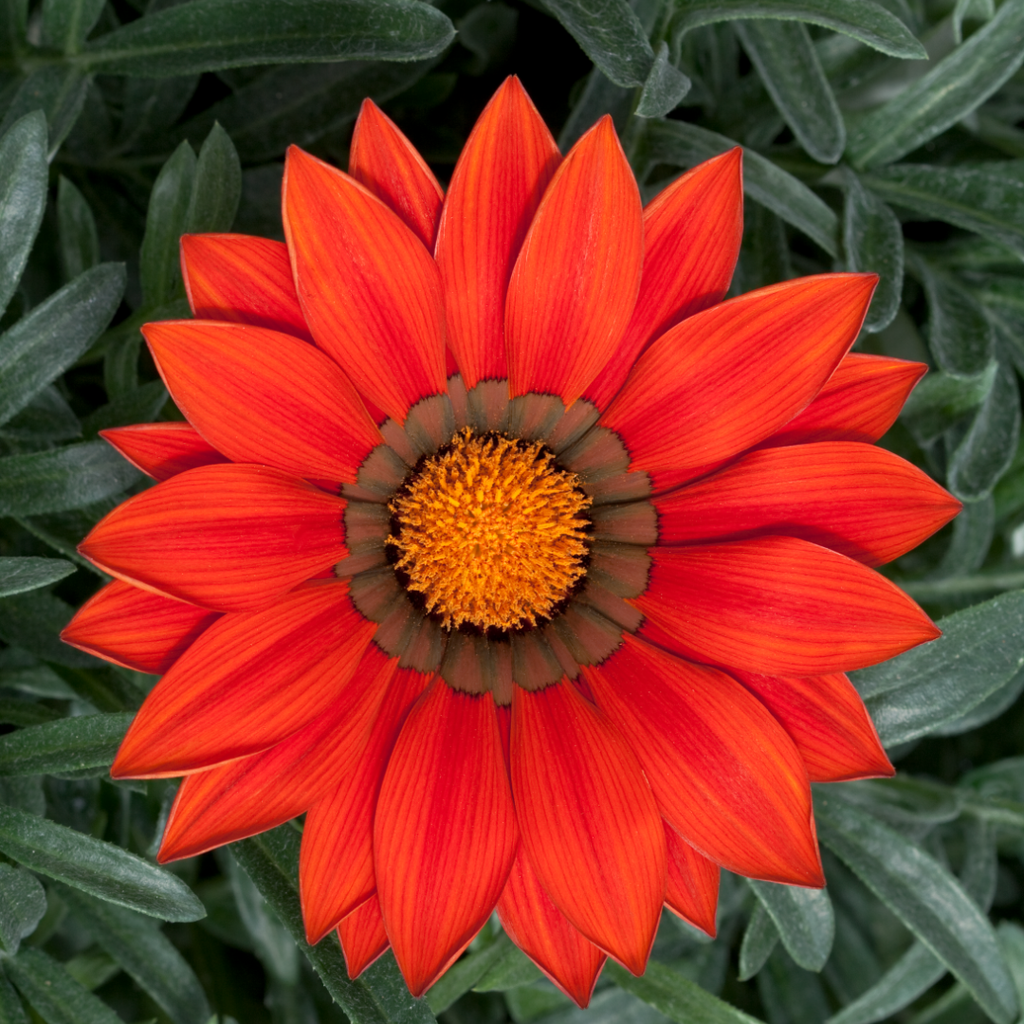 Gazania ‘Kiss Red’ — Hardy Perennial, 1L Pot (Set of 3 or 6)
