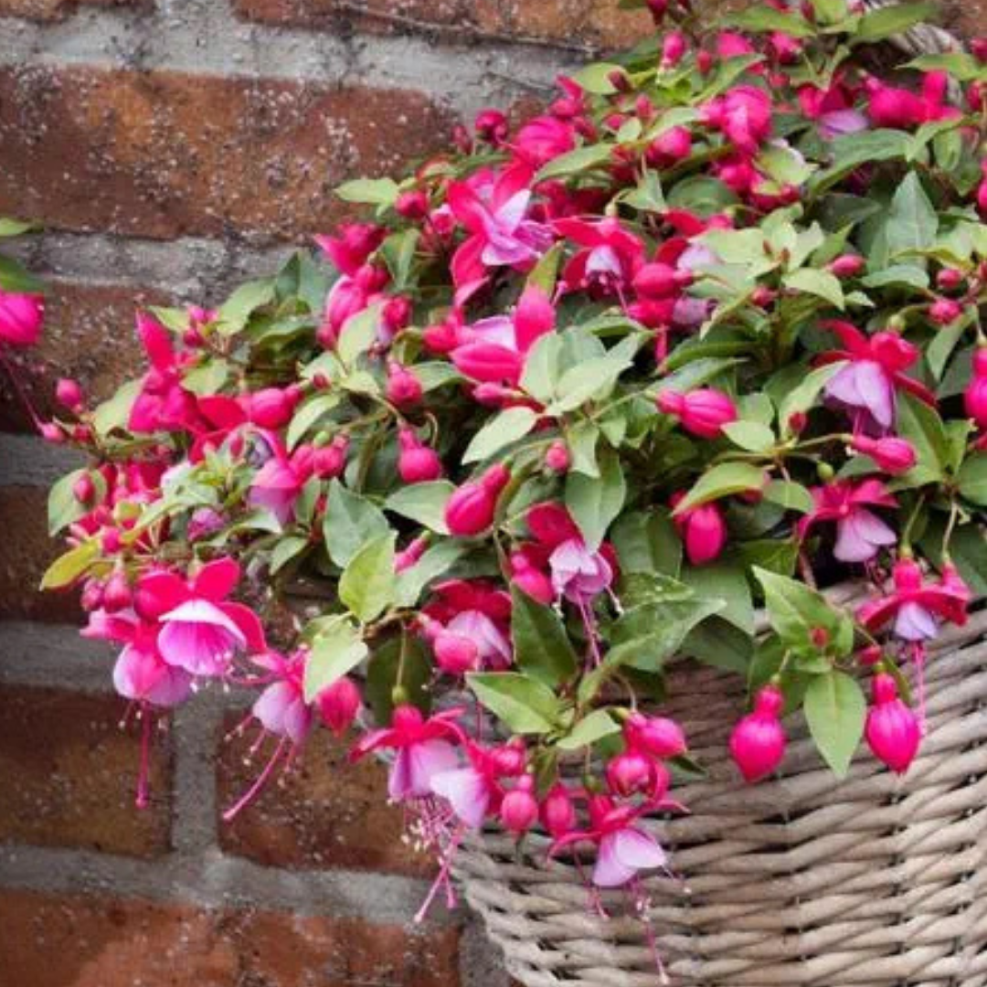 Fuchsia ‘Lydia’ — Patio Fuchsia (semi-tender perennial), Bee-Friendly, 10.5cm Pot (Set of 3 or 6)