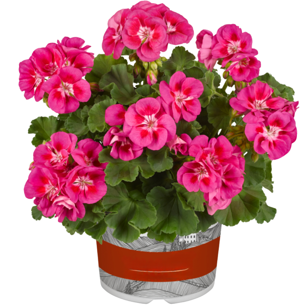 Pelargonium ‘Tammo’ — Tender Perennial (grown as bedding), Bee-Friendly, 1L Pot (Set of 3 or 6)