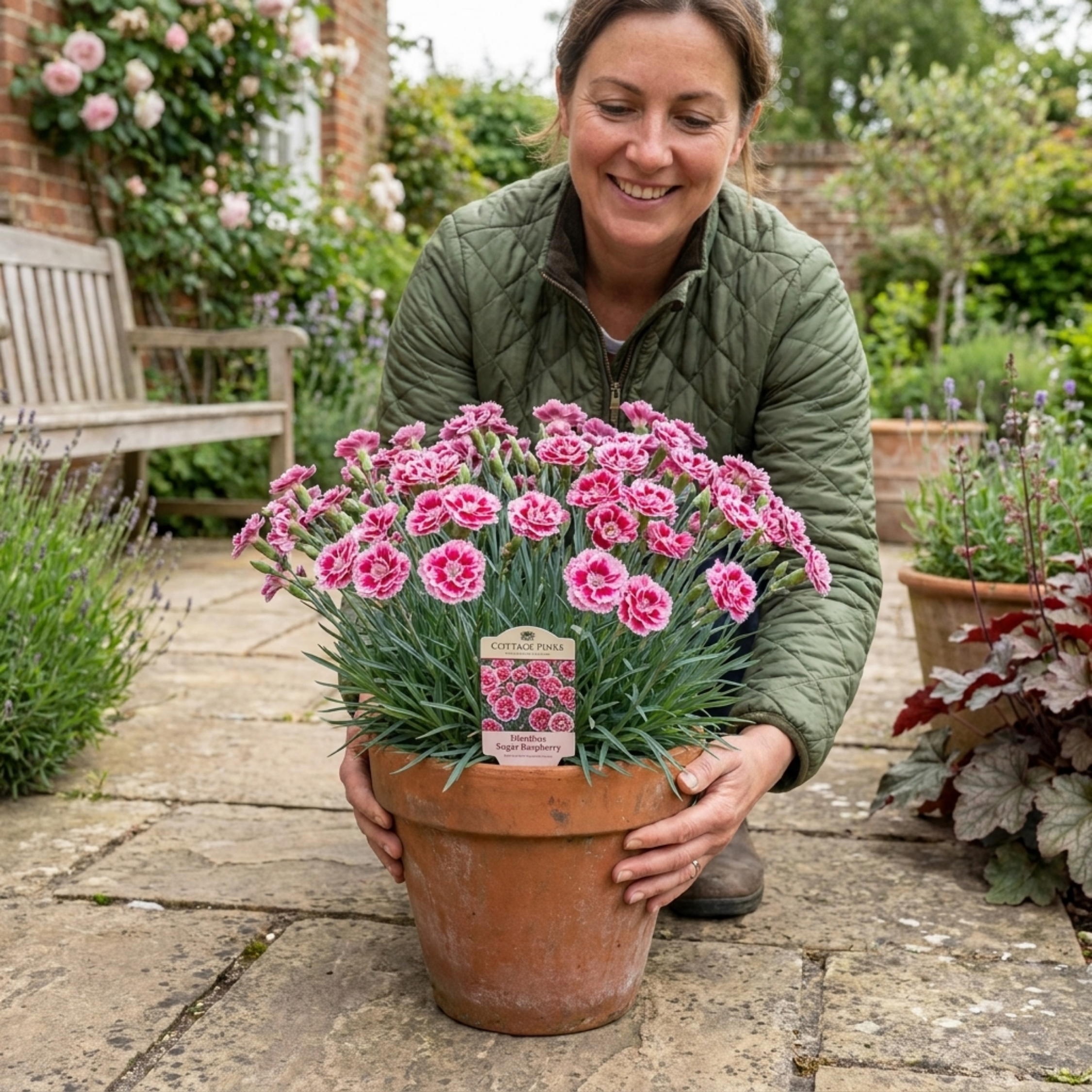 Dianthus ‘Sugar Raspberry’ — Hardy Evergreen Perennial, Bee-Friendly, 17cm Pot
